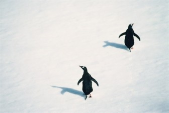 gentoo-penguins-pygoscelis-papua-antarctic-peninsula_4ca3-800x538px